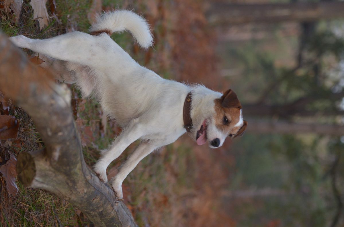 Yellow Brick Road Rebel Russian | Parson Russell Terrier 