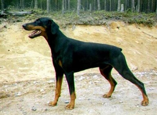 Bikullan Dolf | Black Doberman Pinscher