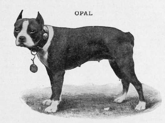 Opal | Boston Terrier 