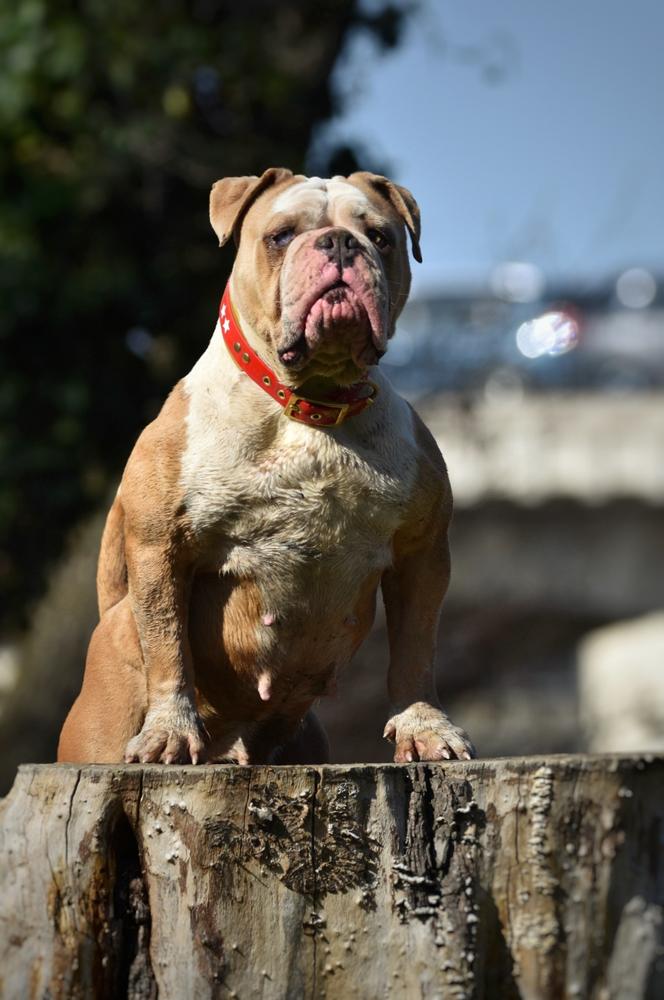 BFK metisse | Olde English Bulldogge 