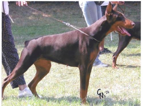 Allen Athena du bois de Lindthout | Brown Doberman Pinscher