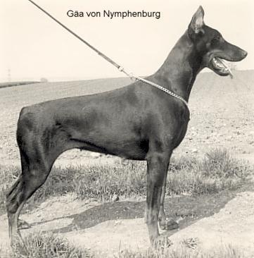 Gäa v. Nymphenburg | Black Doberman Pinscher