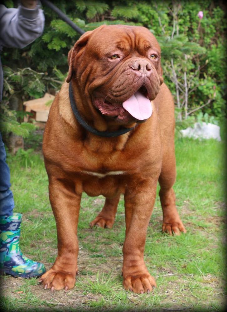 Madd'yz Dog Largo Winch | Dogue de Bordeaux 