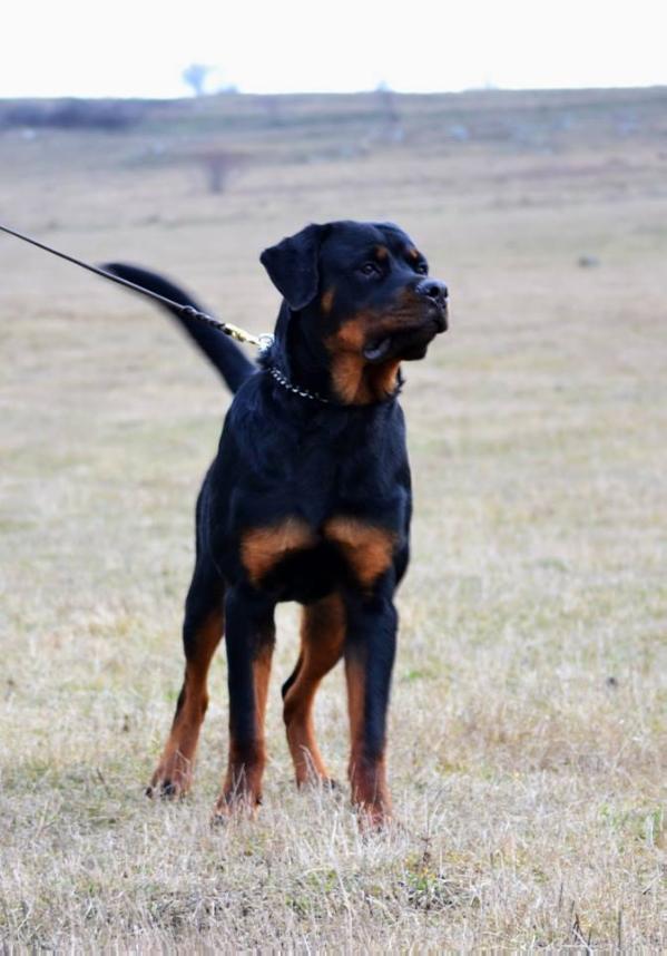 Jack Adamsrott | Rottweiler 