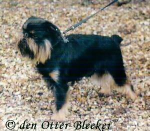 Leo Belgicus Upper-Dog | Brussels Griffon 