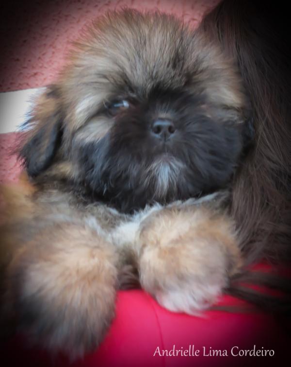 Wendy  Of Small King | Lhasa Apso 