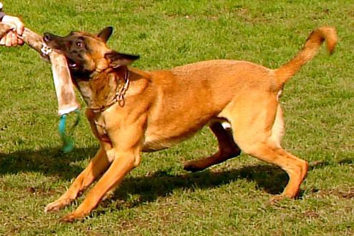 Balou vom alten Zigeuner | Belgian Malinois 