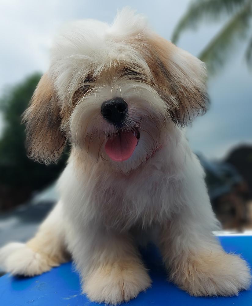 Odk Diana | Lhasa Apso 