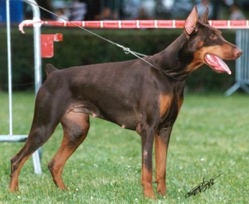 Uxor du Bois de Lindthout | Brown Doberman Pinscher