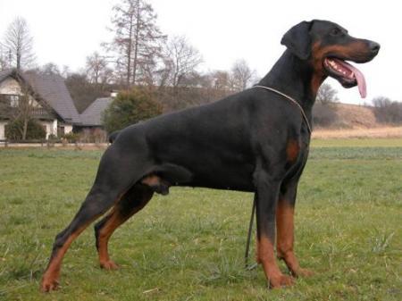 Bracko v. Hof ter Eeckhout | Black Doberman Pinscher