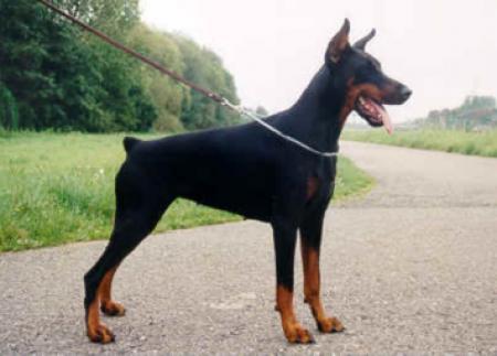 XL Valentijn v.d. Doberhoeve | Black Doberman Pinscher