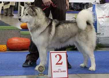 Howling Tempest Stormyth | Alaskan Malamute 
