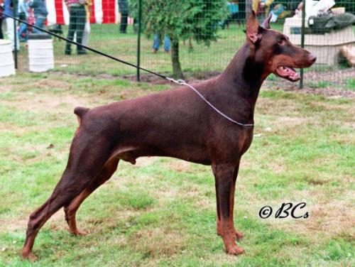 Dibri Dilan v. Diaspora | Brown Doberman Pinscher