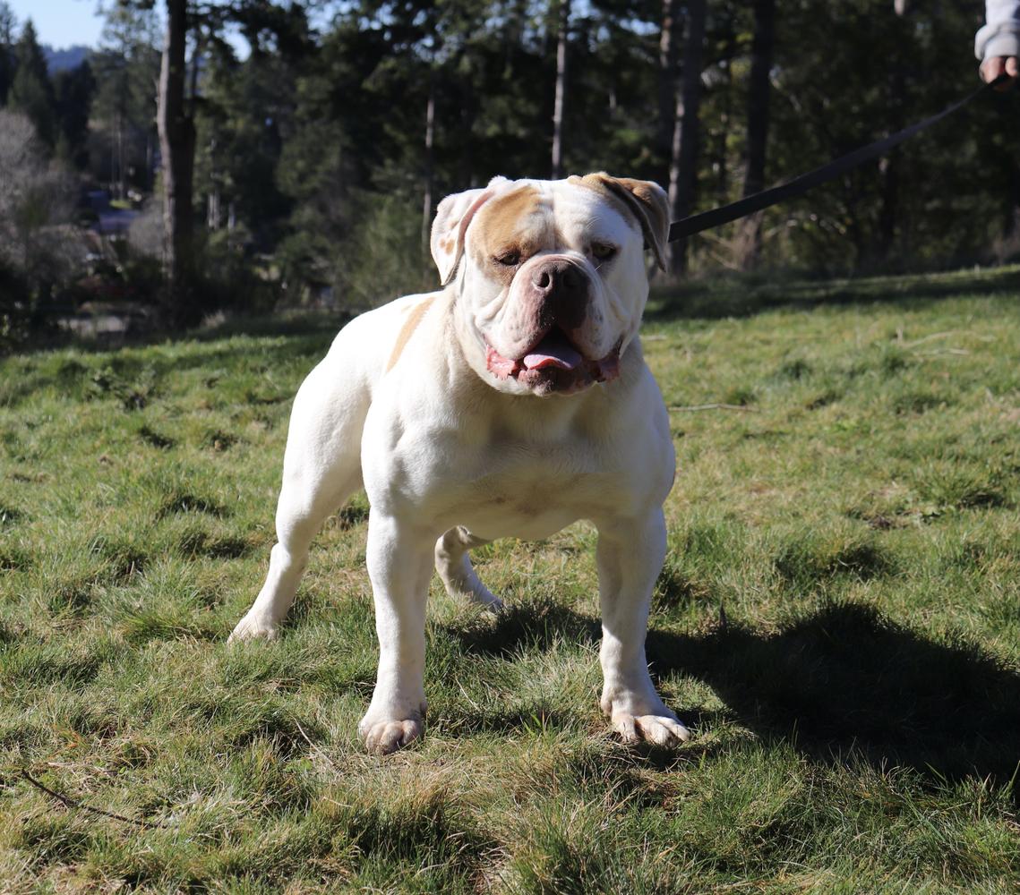 Vergara bull’s Peso of Fuerza American Bulldog | American Bulldog 