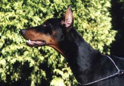 Farrah-Fawcett v. Rauberstolz | Black Doberman Pinscher