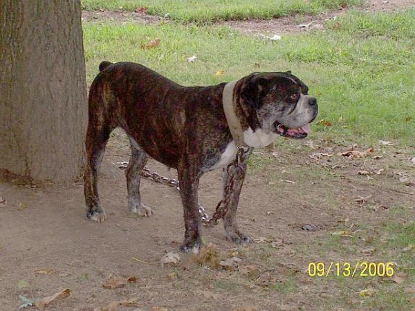 Hermes Rambo | American Bulldog 