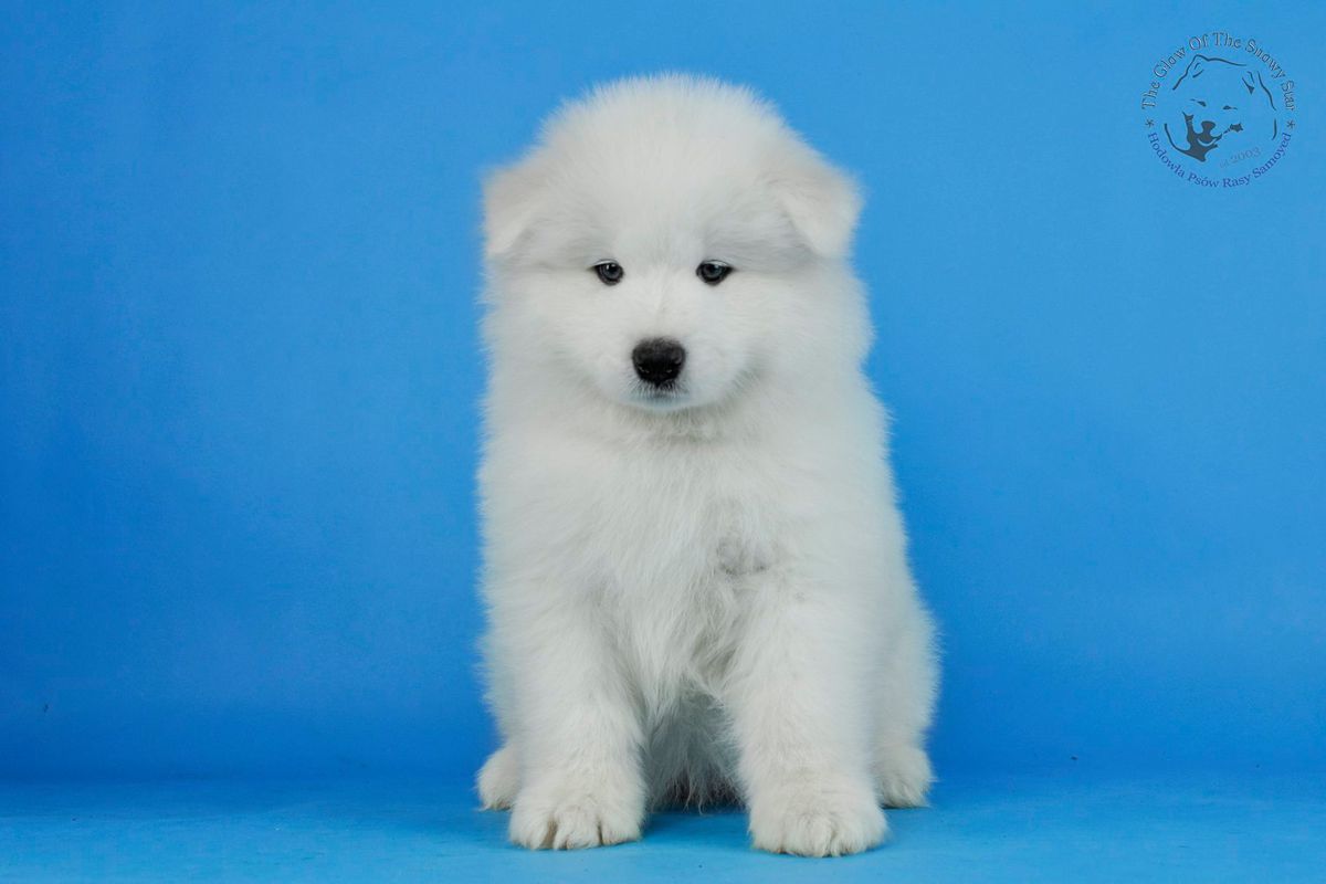 JEDDAH OF RIGOLETTO The Glow Of The Snowy Star | Samoyed 