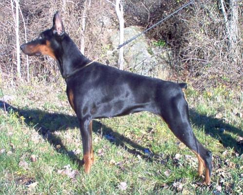 Kim Waldland di Altobello | Black Doberman Pinscher