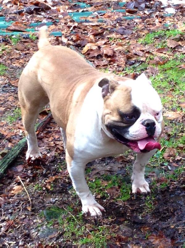 Pack's Krazy Bamboozler(American Bulldog) | Olde English Bulldogge 