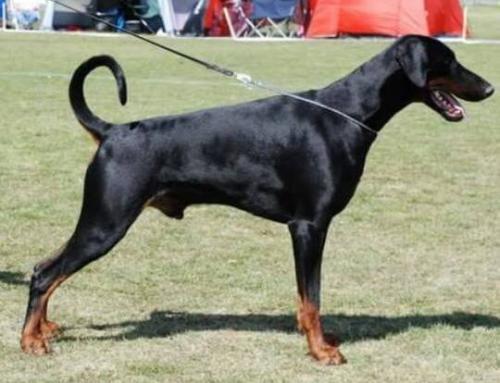 Jean Dark Funtastic | Black Doberman Pinscher