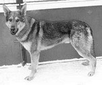 Ayak z Vlamy CS | Czechoslovakian Wolfdog 