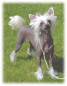 Crestars All The Right Moves H | Chinese Crested 