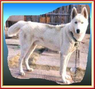 Uelen’s Baron Of Sepp-Alta 99.5 | Siberian Husky 