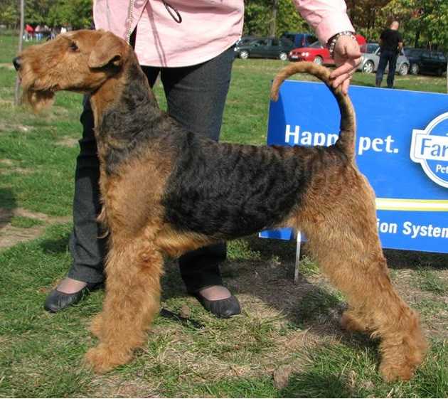 Celtic Rose De Airenemeyer | Airedale Terrier 