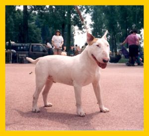 Joe Silver Alet | Bull Terrier 