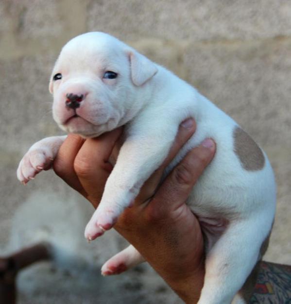 Massimo's BUBBA | American Bulldog 