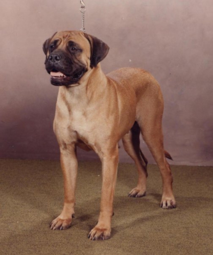 Tailwynde's Amy of Thor Glen | Bullmastiff 