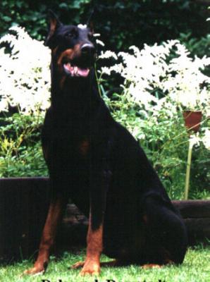 Delos v.d. Domstadt | Black Doberman Pinscher