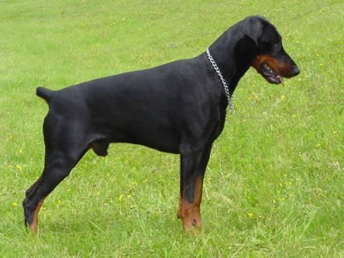 Arnold Halit Pasa | Black Doberman Pinscher