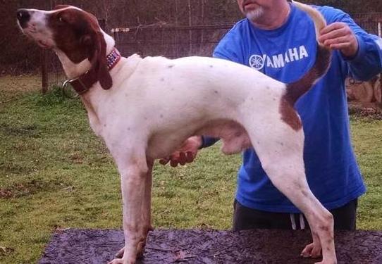 Western World Buck White | Treeing Walker Coonhound 