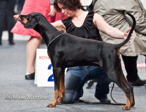 Toscanina's Flower Power | Black Doberman Pinscher