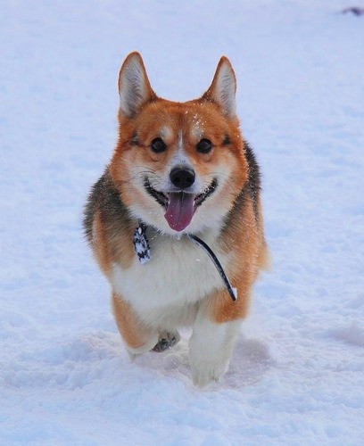 Zelveger Zhguchiy Perchik | Pembroke Welsh Corgi 