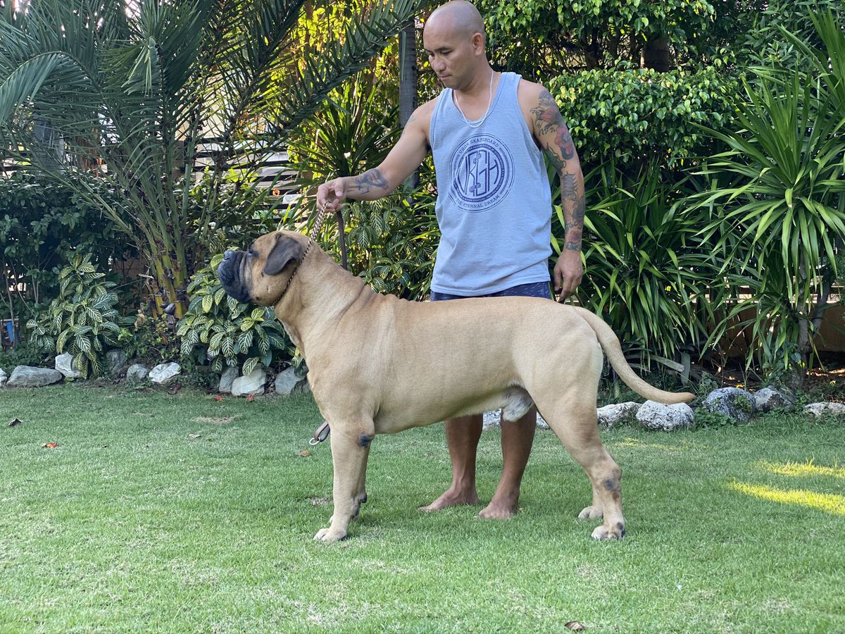 FLAT ROCKS BARATHEON | Bullmastiff 