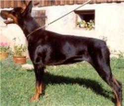 Judyt Dunaxa | Black Doberman Pinscher