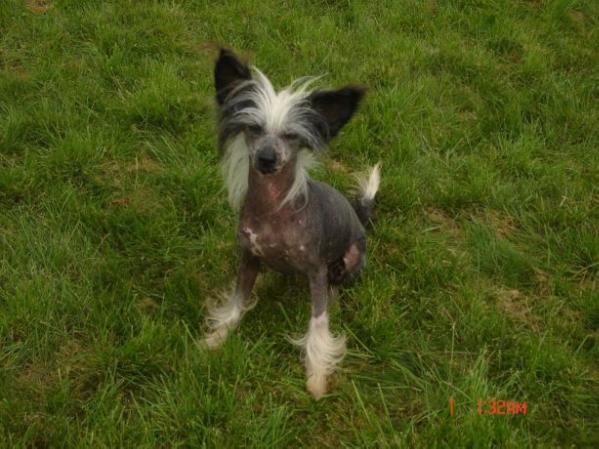 Moonswift Miss Flora | Chinese Crested 