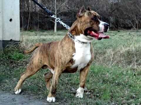 HULK Contra Mundum | American Staffordshire Terrier 