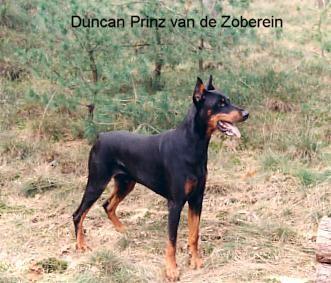 Duncan Prinz v.d. Zoberein | Black Doberman Pinscher