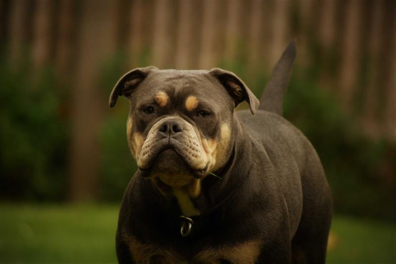 Flinstone Bulls Adele | Olde English Bulldogge 