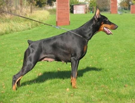 Sant Kreal Riorita | Black Doberman Pinscher