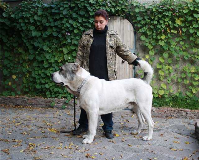 Fayrutdin | Central Asian Shepherd Dog 