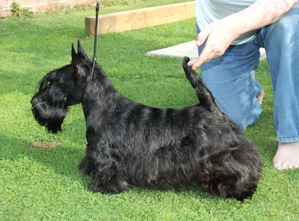 Tatler Tweedbank at Feregait | Scottish Terrier 