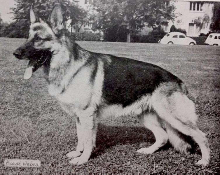 Mutz von der Pelztierfarm | German Shepherd Dog 