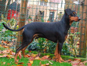 Georg Washington vom Sternentor | German Pinscher 