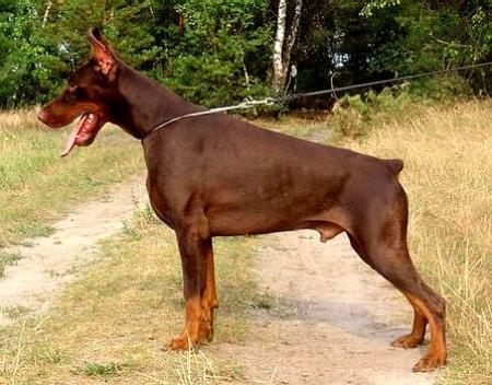 Sant Kreal Rembrandt | Brown Doberman Pinscher