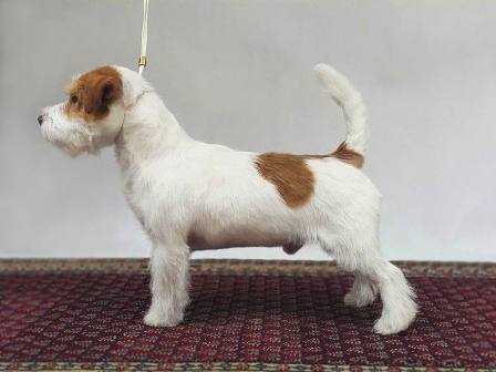 TALAR Colosseum | Jack Russell Terrier 