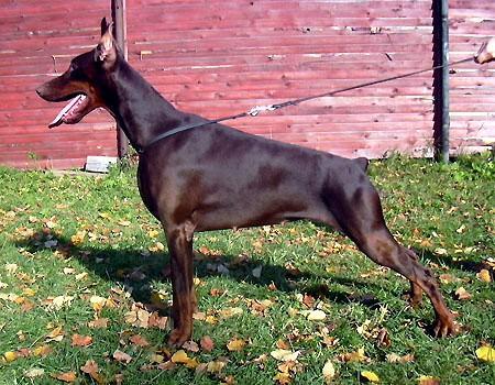 Sant Kreal Rubinovaya Roza | Brown Doberman Pinscher